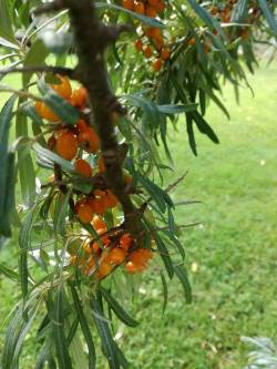 Suomen metsät ovat syksyn herkkuja pulloillaan, kuten puolukkaa, mustikkaa, tatteja, kanttarelleja ja montaa muuta naposteltavaa. En Finlande, l’automne arrive à grand pas et de nouvelles couleurs apparaissent | Kirami