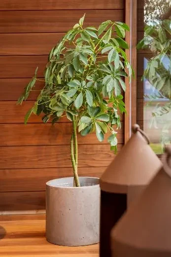 Kirami FinVision® – lounge M Misty – aussi belle qu’une fleur !